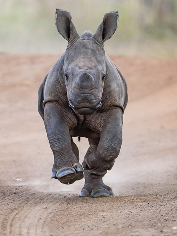 Baby Rhino