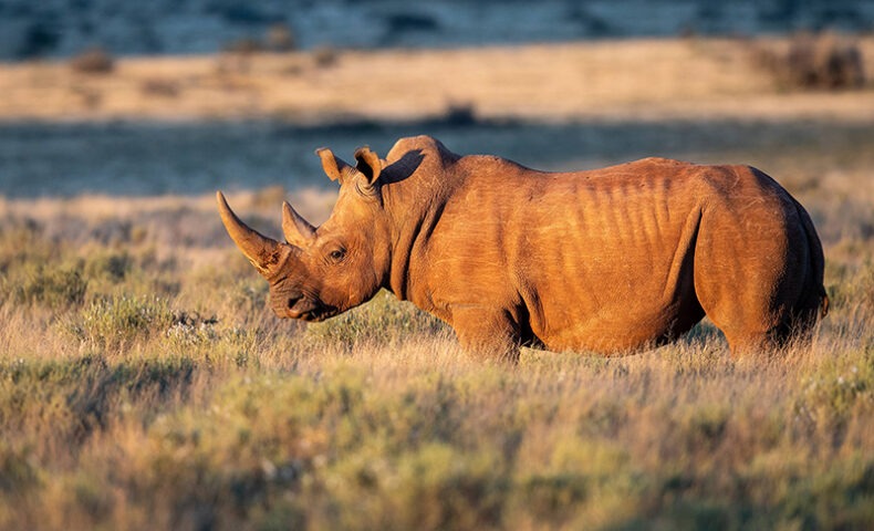 Free Rhino