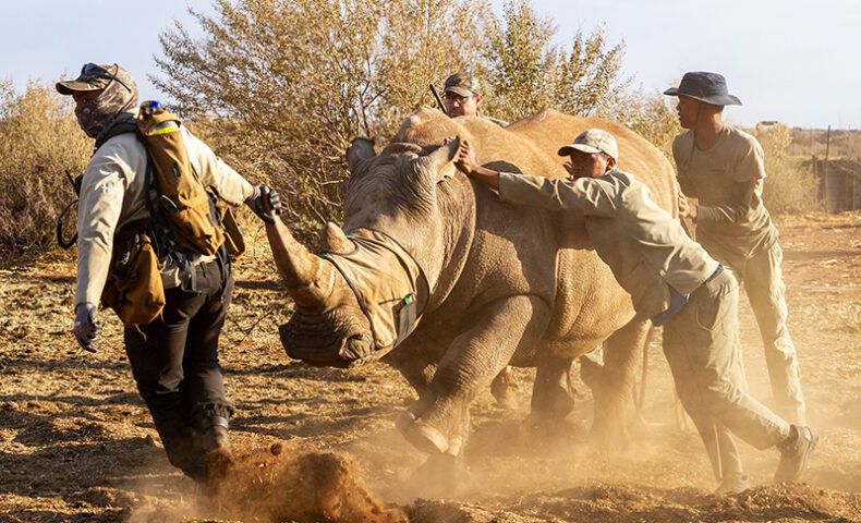 Rhino Capturing