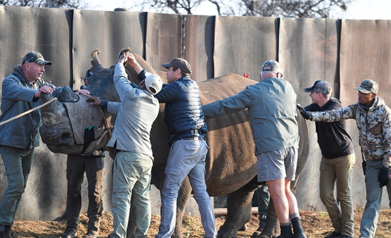 Rhino Care