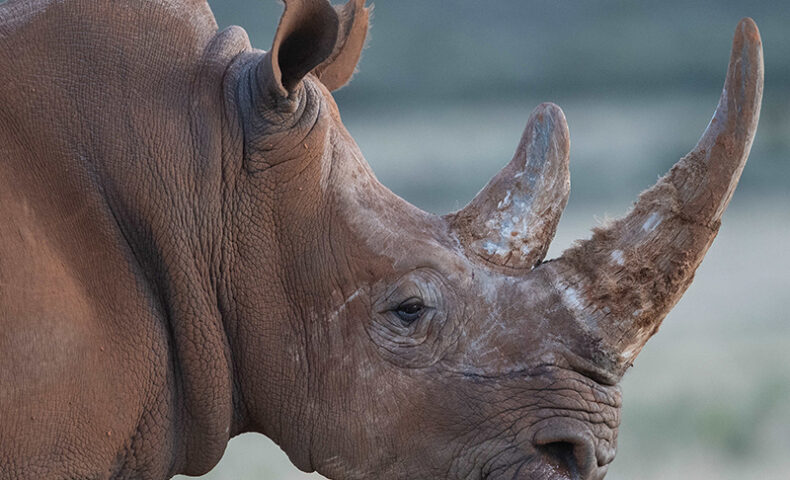 Rhino with Full Horn