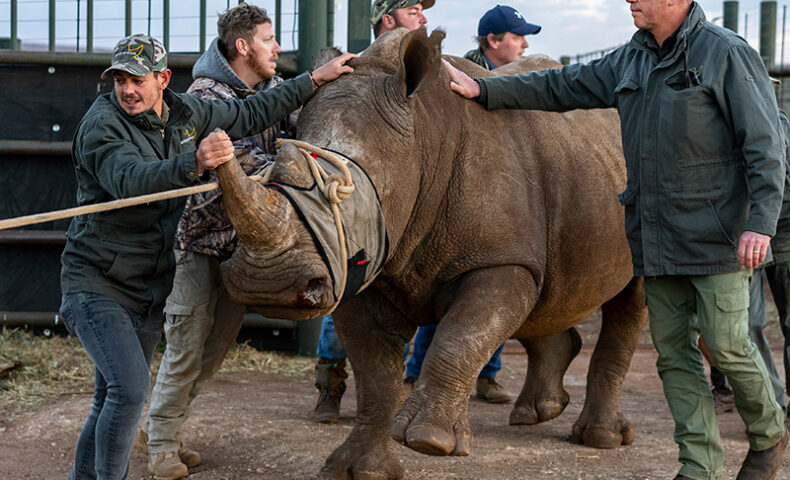 Rhino Health Checks