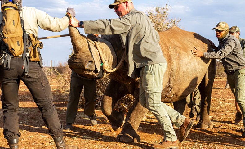 Rhino Handling