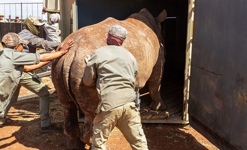 Rhino Transport