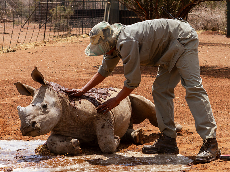 Rhino Nursery at Rockwood Conservation in South Africa