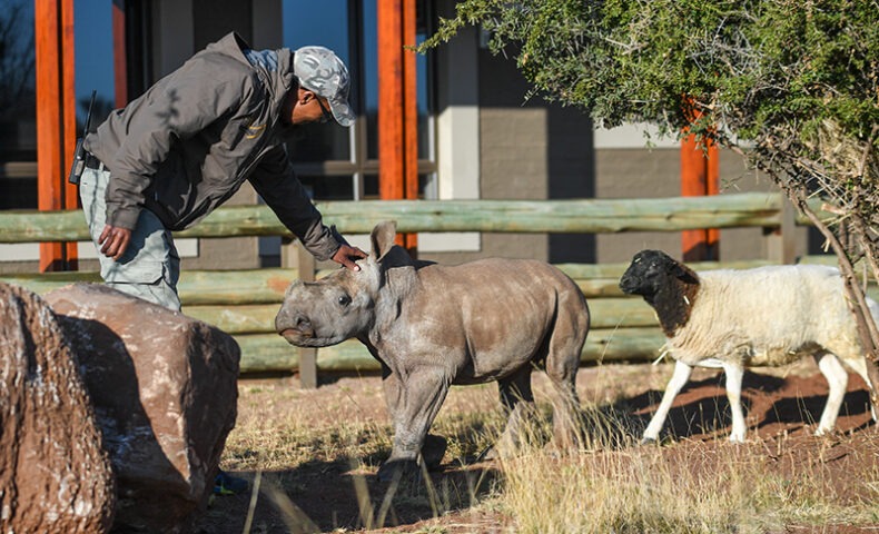 Rhino Nursery at Rockwood Conservation in South Africa
