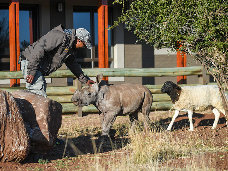 Rhino Nursery at Rockwood Conservation in South Africa