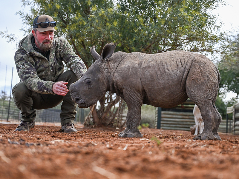 Rhino Nursery at Rockwood Conservation in South Africa