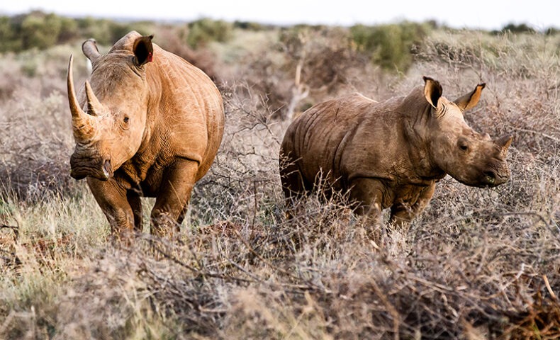 Rockwood Rhinos in Wild