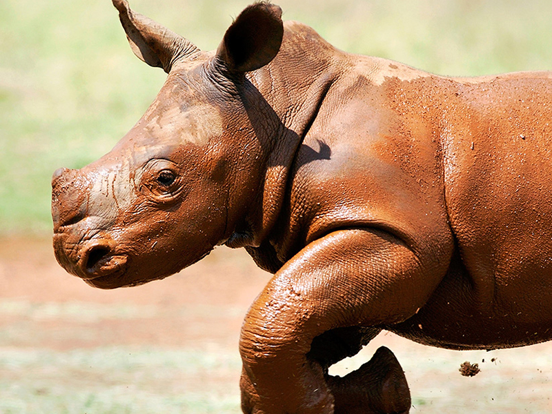 Rhino Nursery at Rockwood