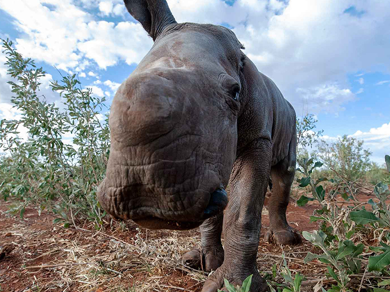 Rhino Nursery at Rockwood