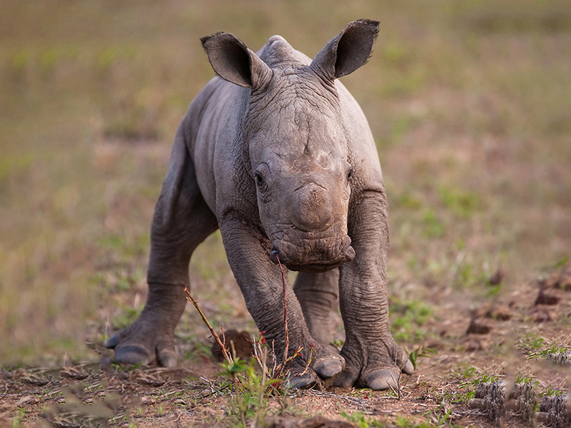 Rhino Nursery at Rockwood