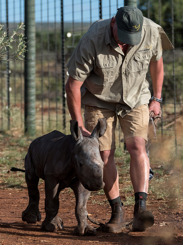 Rockwood Rhino Nursery